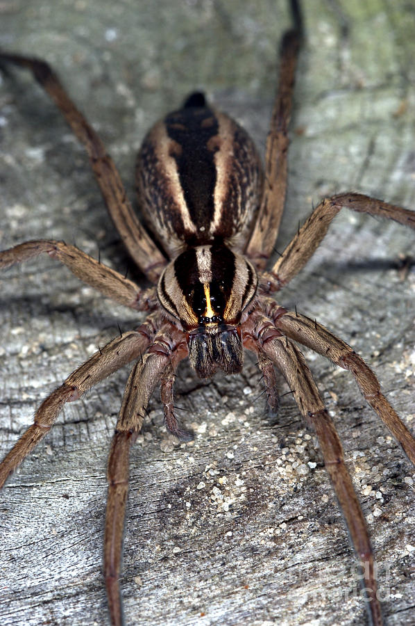 Wolf Spider Lycosidae Photograph by Scott Camazine