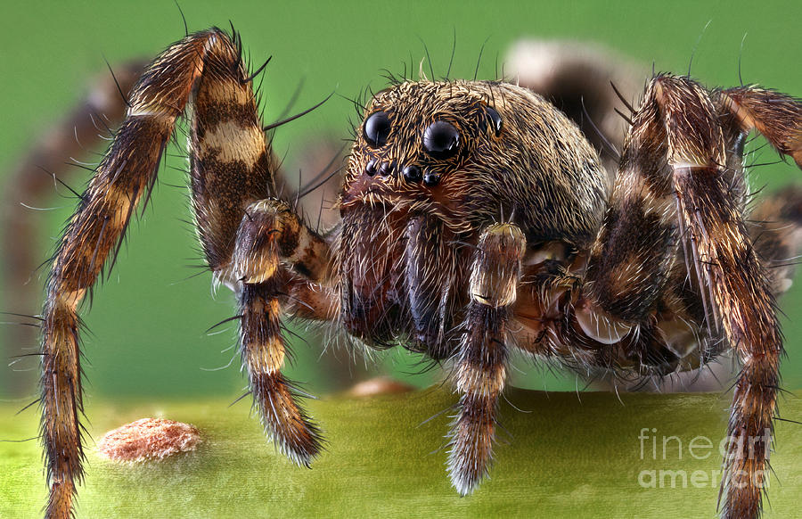 Wolf Spider Photograph by Matthias Lenke
