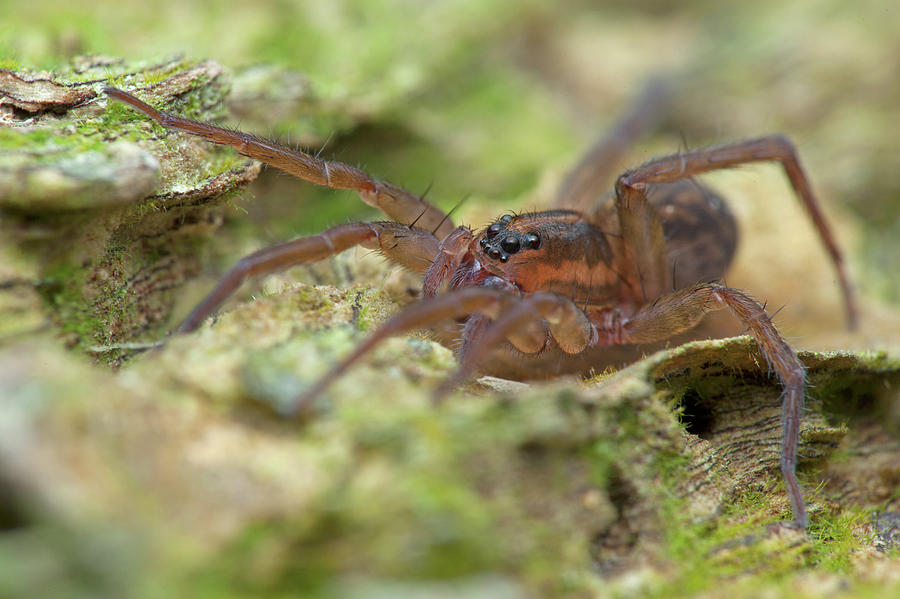 Wolf Spider Photograph by Melvyn Yeo/science Photo Library