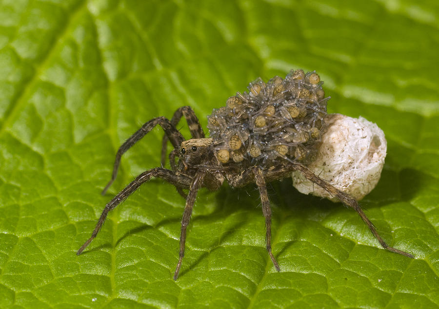 Wolf Spider Mother Carrying Young Photograph by Steve Gettle