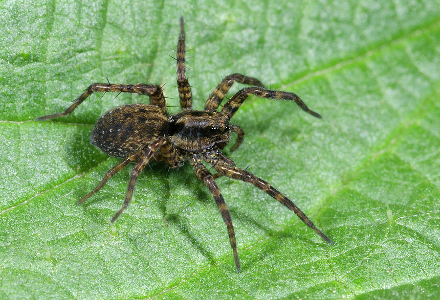Wolf Spider Photograph by Nigel Downer