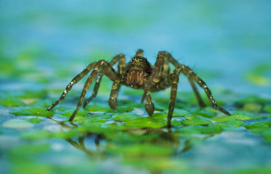 Wolf Spider Photograph by Perennou Nuridsany | Fine Art America