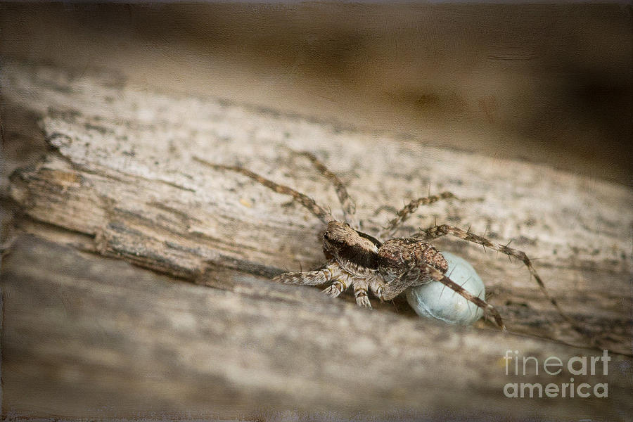 Wolf Spider with Egg Sac Photograph by Marianne Jensen