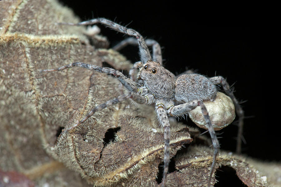 Wolf Spider With Egg Sac Photograph by Melvyn Yeo/science Photo Library