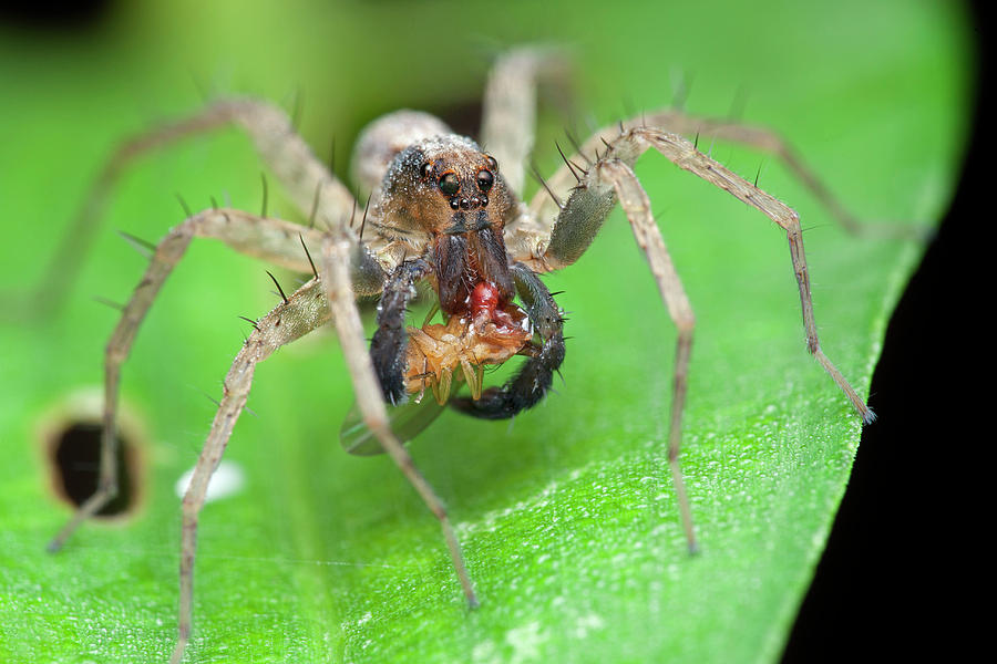 Wolf Spider With Prey Photograph by Melvyn Yeo/science Photo Library ...