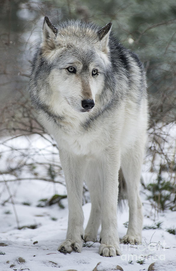 Wolf Spirit Photograph by Deby Dixon