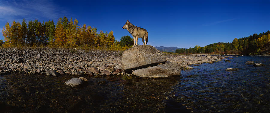 Nature Photograph - Wolf Standing On A Rock by Panoramic Images