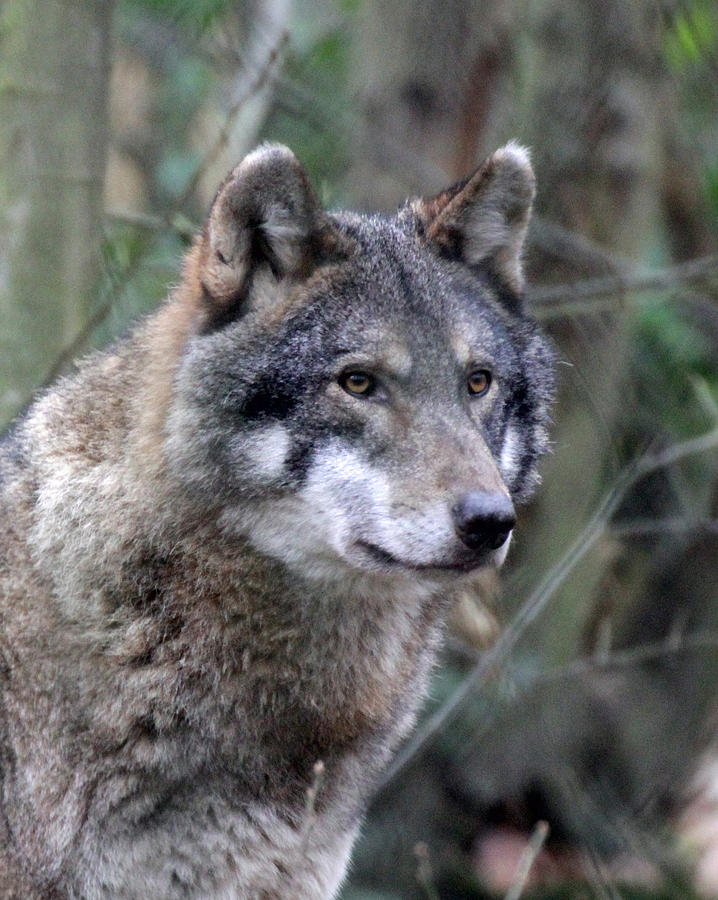 Wolf Stare Photograph by Martyn Bennett