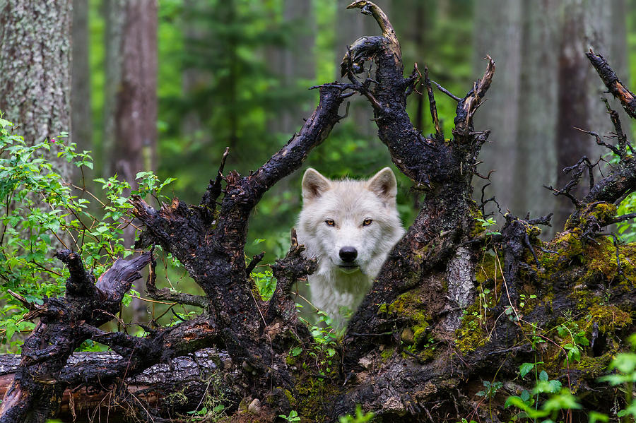 Wolf Stare Photograph by Mike Centioli