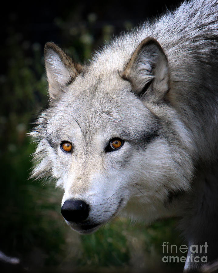 Wolves Photograph - Wolf Stare by Steve McKinzie