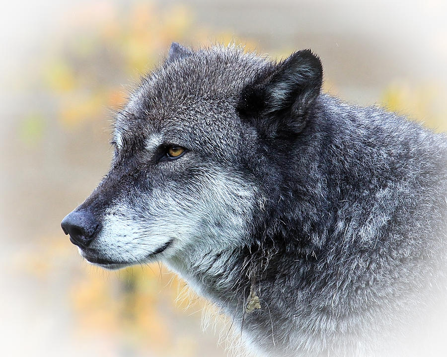 Wolf Photograph by Steve McKinzie
