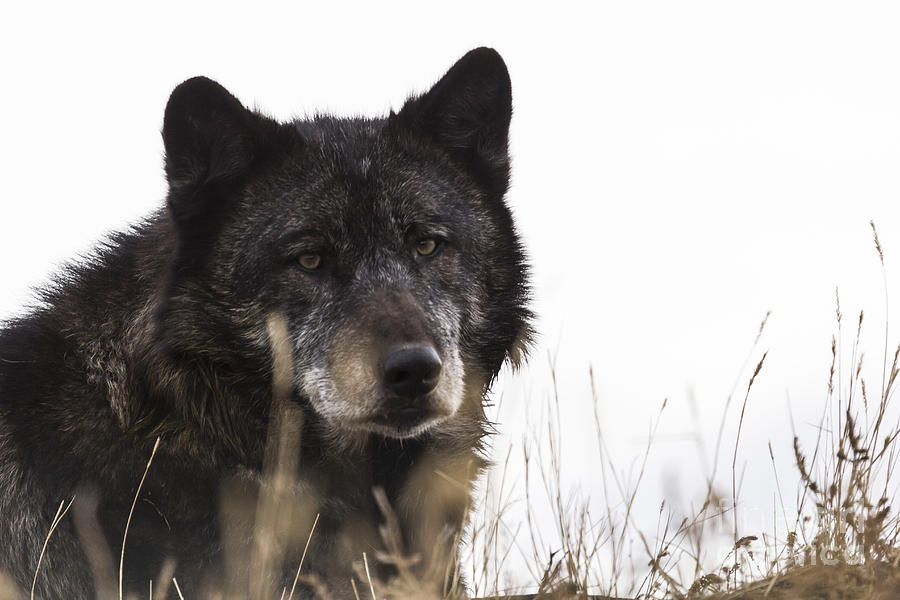 Black Wolf Photograph by Steve Triplett