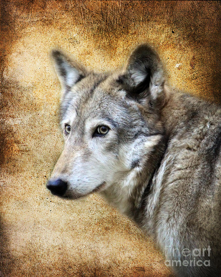 Wolves Photograph - Wolf Texture by Steve McKinzie