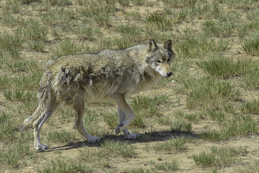 Wildlife Photograph - Wolf by Tom Wilbert