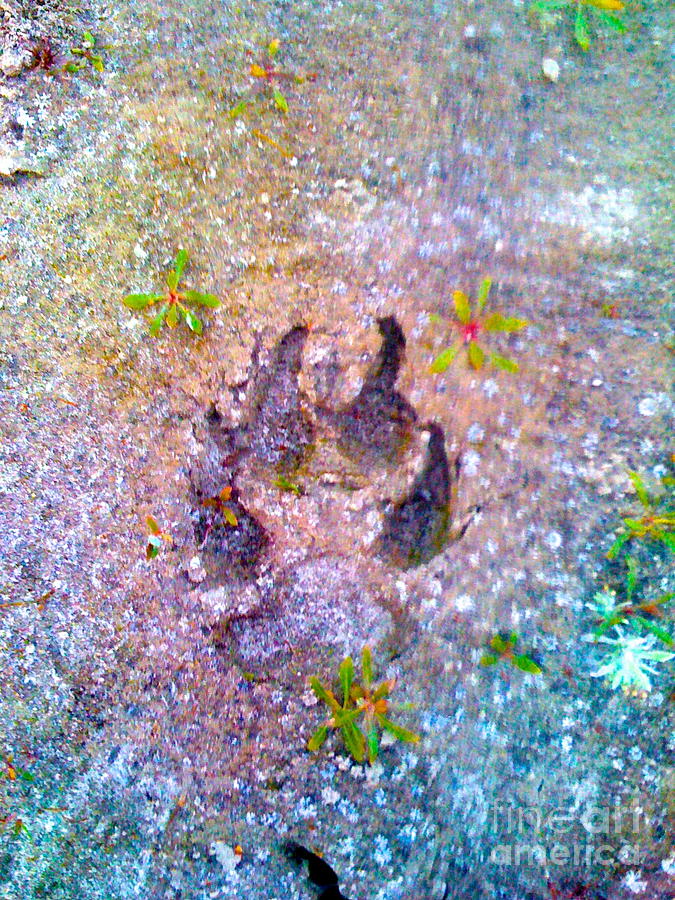 Wolves Photograph - Wolf Track by Emmett Mavy