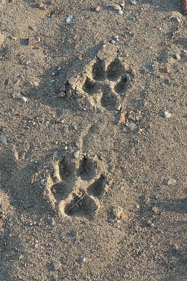 Wolf Tracks Photograph by Dr P. Marazzi