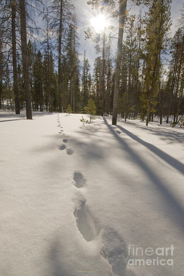 Nature Photograph - Wolf Tracks In Snow by William H. Mullins