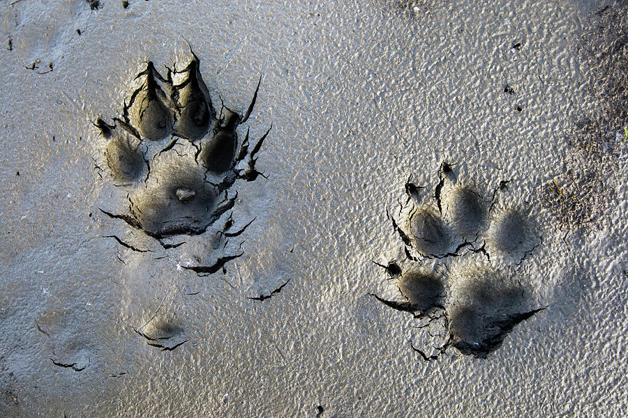 Wolf Tracks In The Brooks Range Gates Photograph by Scott Dickerson / Design Pics