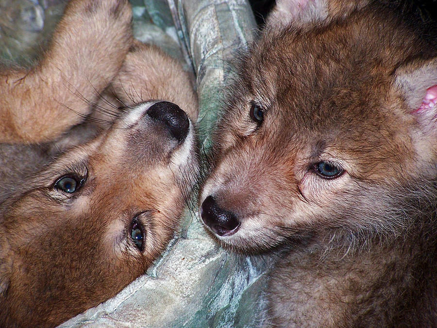 Wolf Twins Photograph by Jennifer Robin