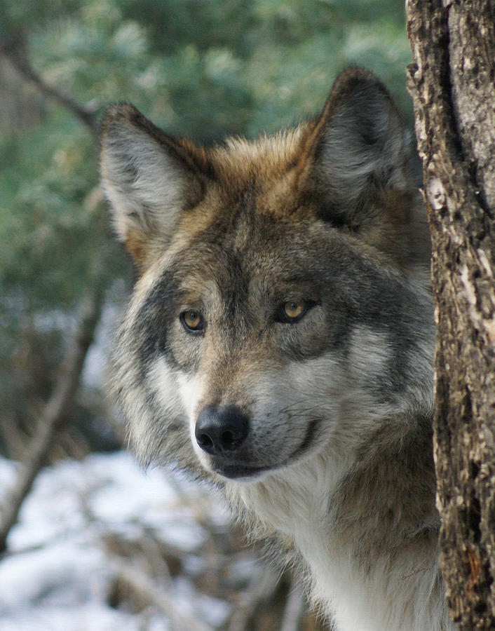 Wolf upclose Photograph by Ernest Echols