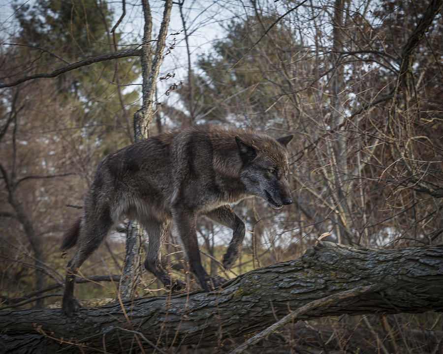 Wolf Walk Photograph by Jack R Perry