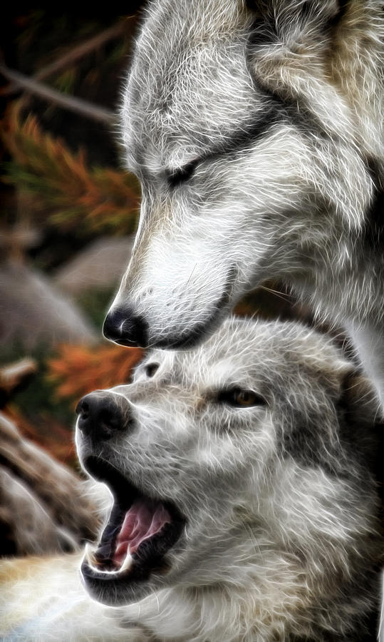 Wolf Whispers Photograph by Steve McKinzie