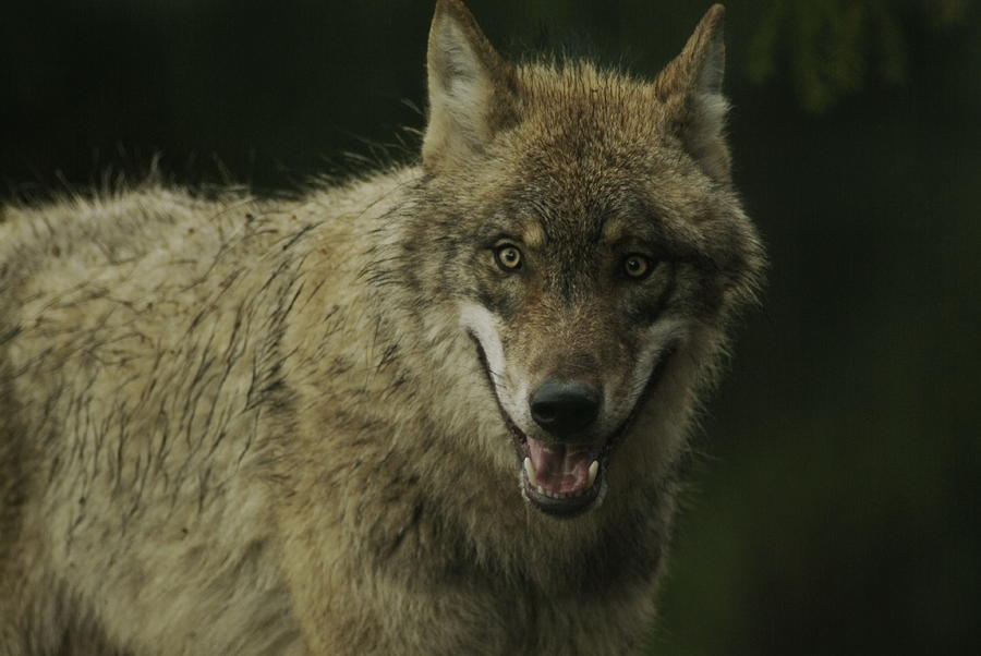 Wolf with open jaws Photograph by Ulrich Kunst And Bettina Scheidulin ...