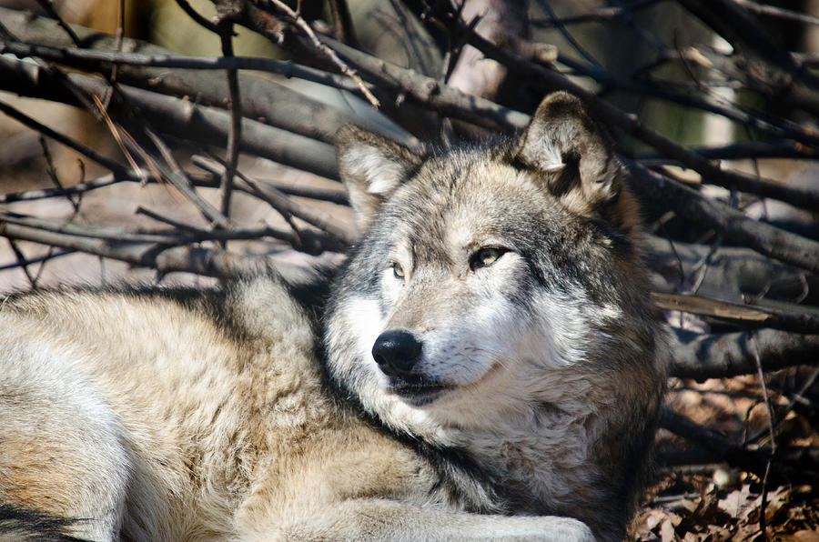 Timber Wolf Photograph by Crystal Wightman