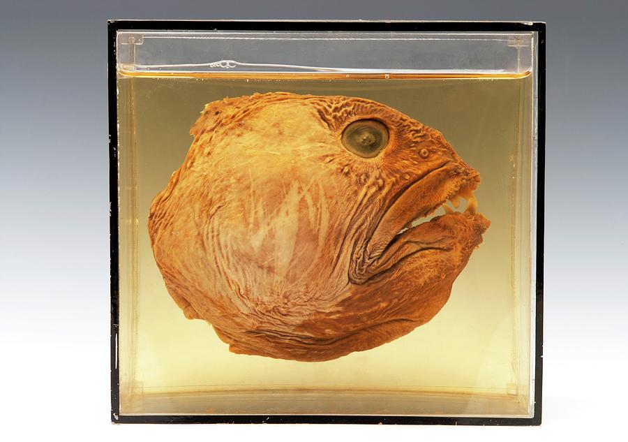 Wolffish Head Photograph by Ucl, Grant Museum Of Zoology