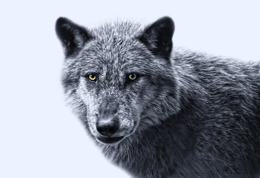wolfman II Photograph by Joachim G Pinkawa