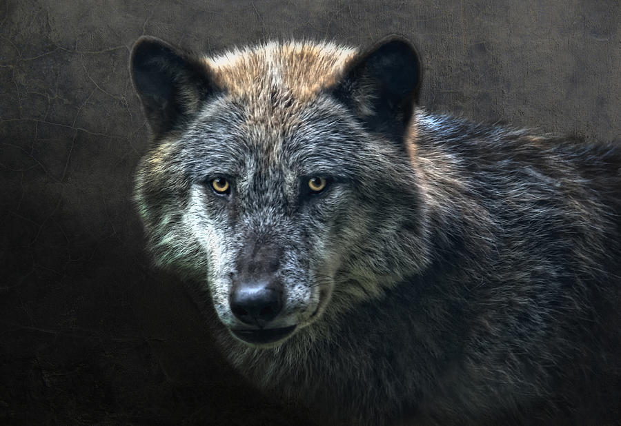 Wildlife Photograph - Wolfman by Joachim G Pinkawa