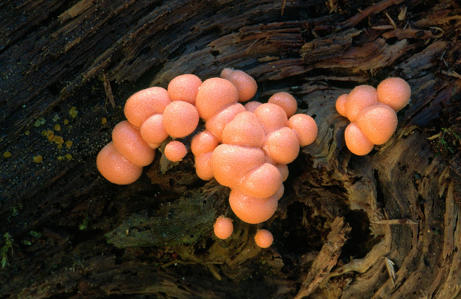 Wolfs Milk Slime Mould Photograph by Nigel Downer