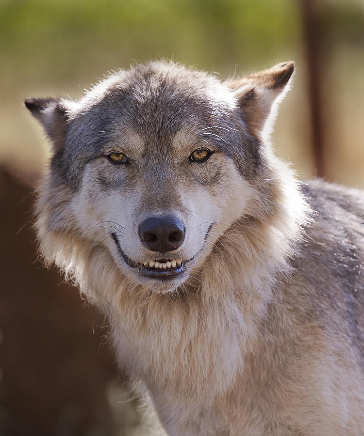 Wolfs Smile  Photograph by Brian Cross