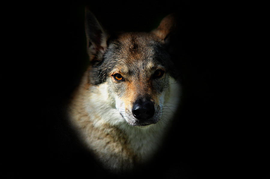 Wolfy Photograph by Jenny Rainbow