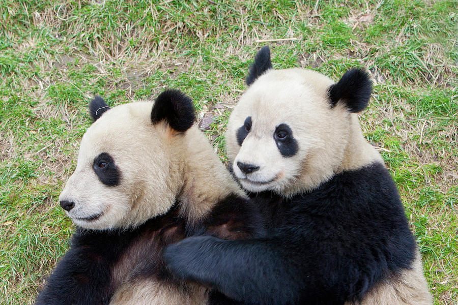 Wolong Reserve, China, Giant Panda Photograph by Alice Garland - Fine ...