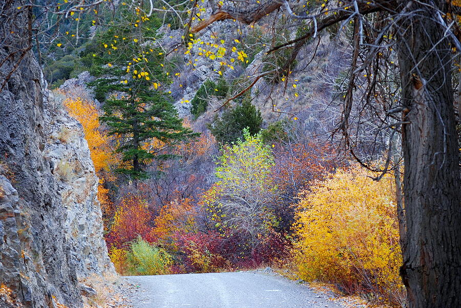 Wolverine Canyon Surprise Photograph by Dana Mallard Fine Art America