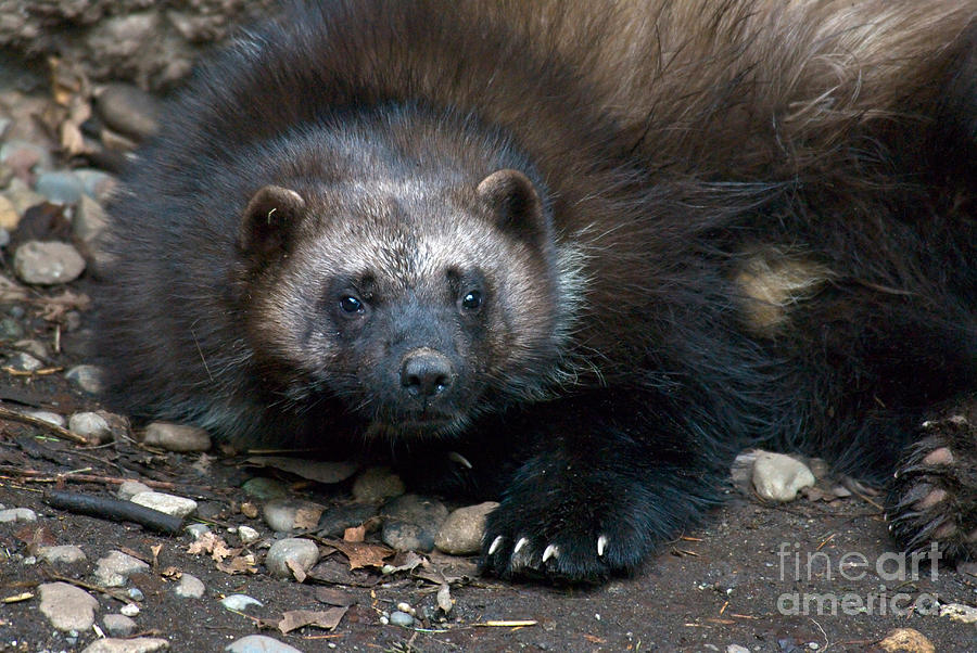 Wolverine Photograph by Mark Newman