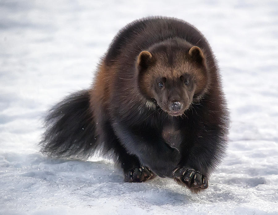Wolverine on Snow #2 Photograph by Wade Aiken