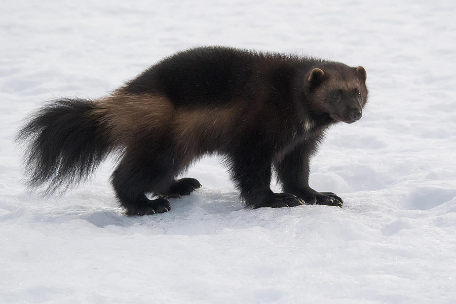 Wolverine on Snow #3 Photograph by Wade Aiken