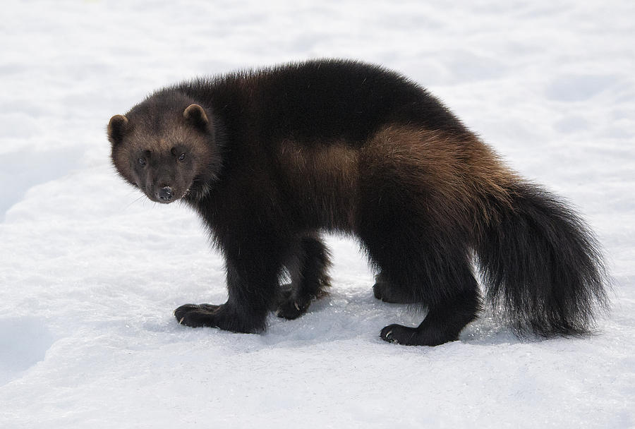 Wolverine on Snow Photograph by Wade Aiken