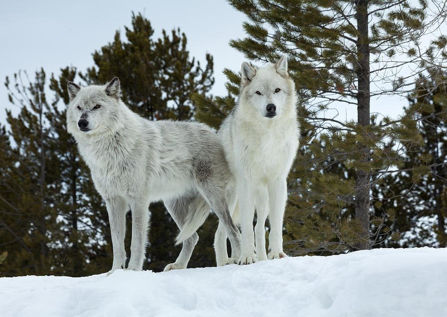 Wolves - Partners Photograph by Fran Riley - Fine Art America