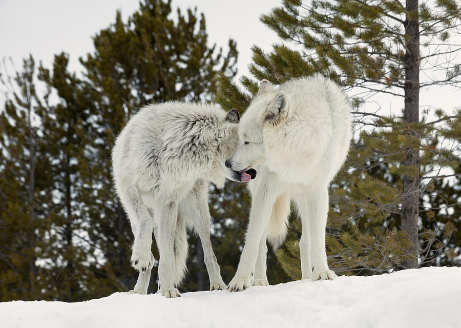 Wolves - the Kiss Photograph by Fran Riley - Fine Art America