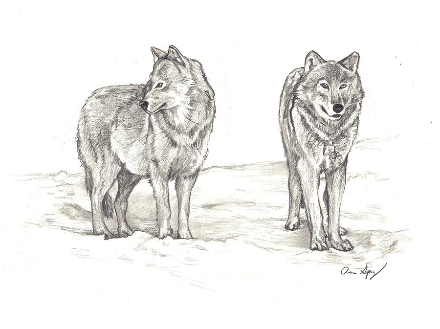 Wolves Drawing by Aaron Spong