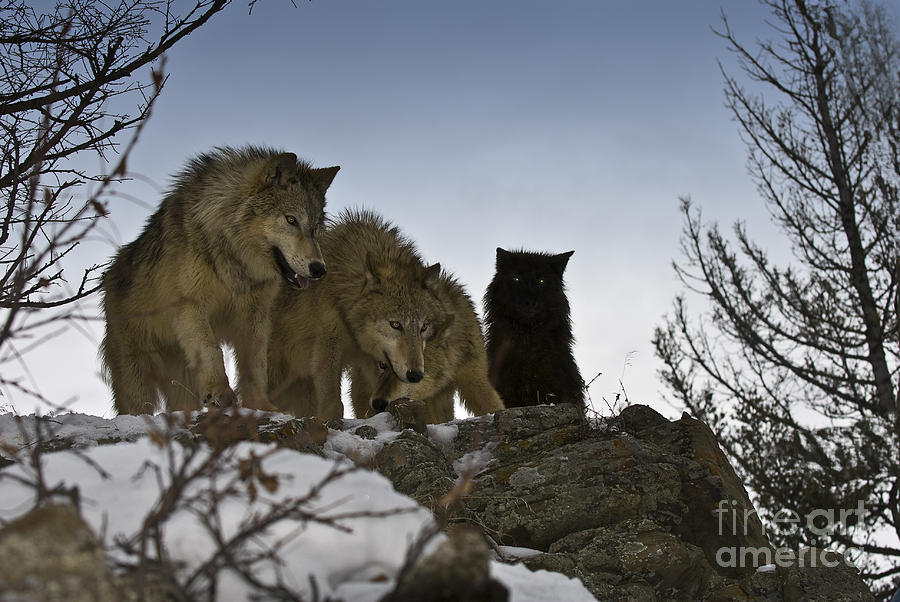 Wolves-animals-image 4 Photograph