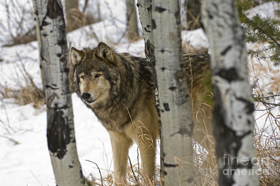 Wolves-animals-image 6 Photograph