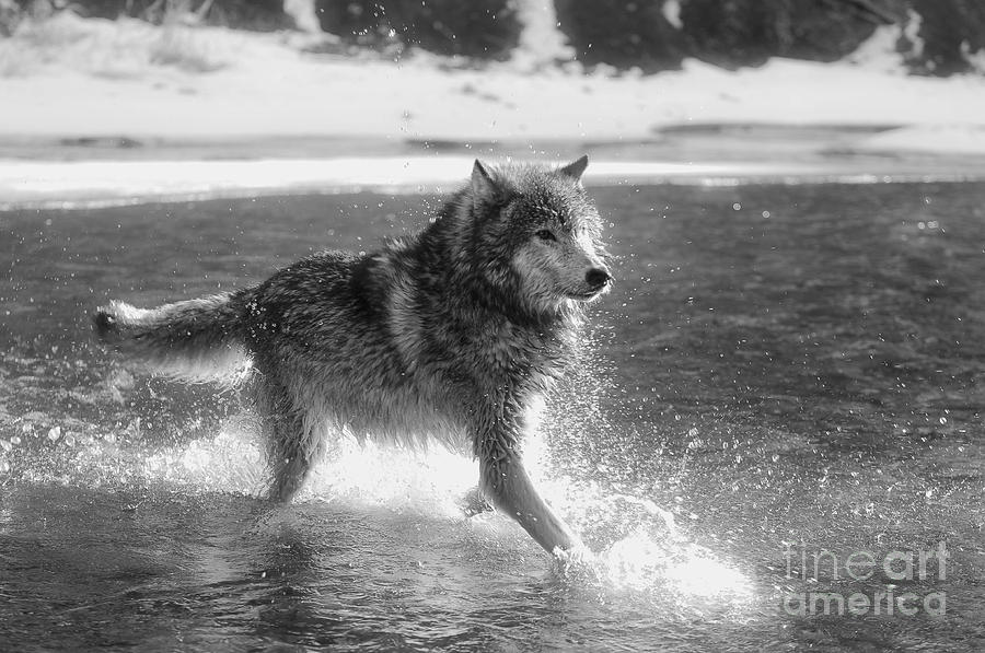 Wolves-animals-image 8 Photograph