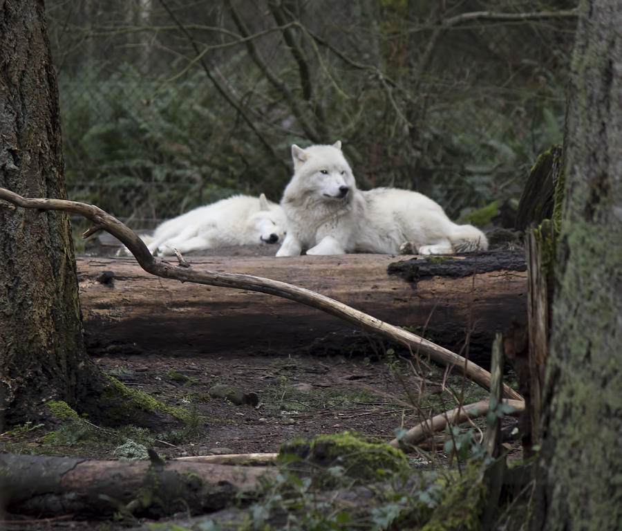 Wolves  Photograph by Cathy Anderson