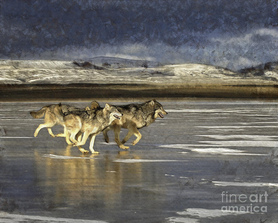 Wolves - Frozen Tundra Photograph