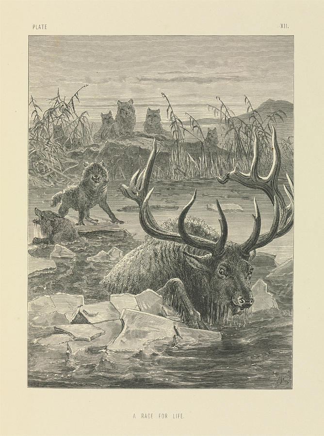 Wolves Hunting A Stag Photograph by Natural History Museum, London/science Photo Library
