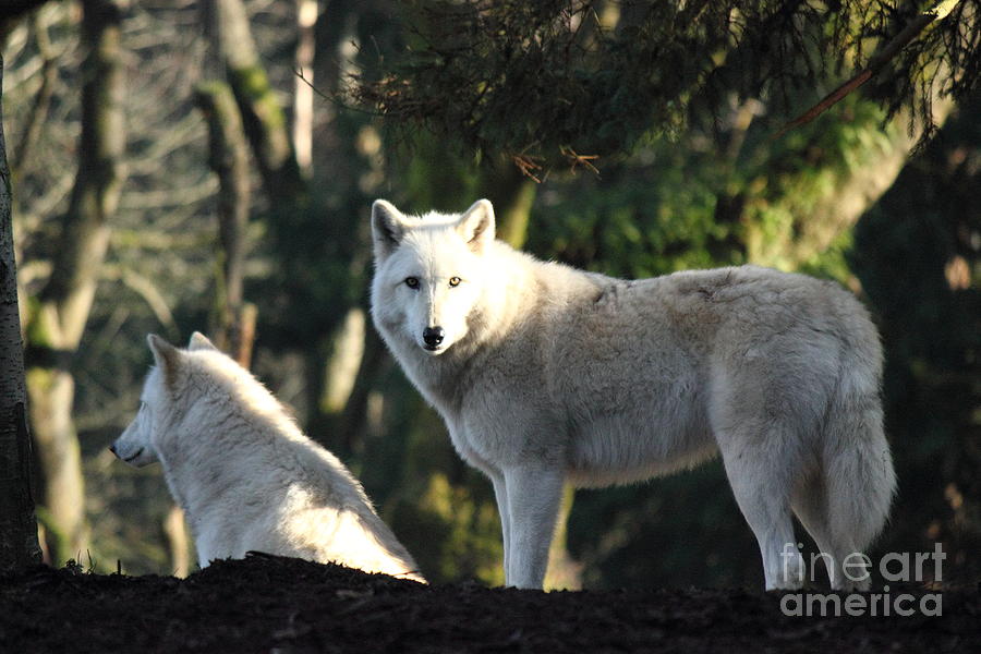 Animal Photograph - Wolves in the Forest by Tanya Shockman